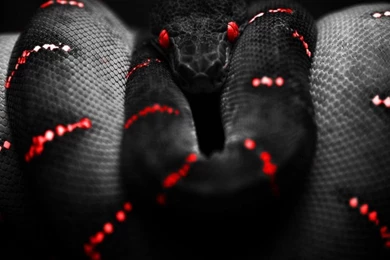 Download I Sssee You Wallpapers To Your Cell Phone   Awesome ...