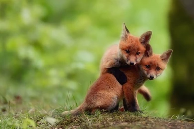 Cute Baby Fox Wallpapers