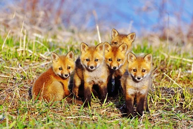 Five Cute Little Fox Wallpaper,Five HD Wallpaper,Cute HD Wallpapers ...