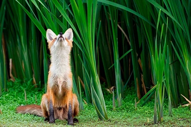 Cute Little Fox Wallpapers