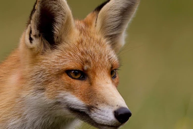 Animals Cute Fox Full Hd 1080p Backgrounds ~ Animals For High ...