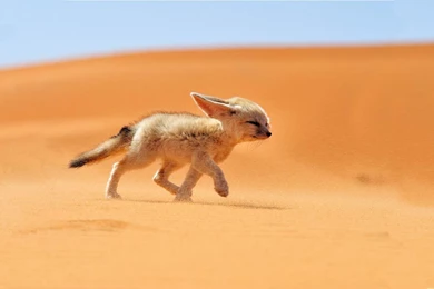 Desert Fennec Fox   Wallpaper.