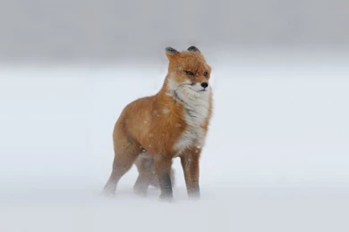 Cute Bunny Pictures Wallpapers