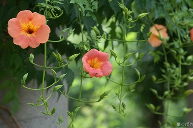 HD Flowers Wallpapers 6 － Flower Wallpapers   Free Download ...