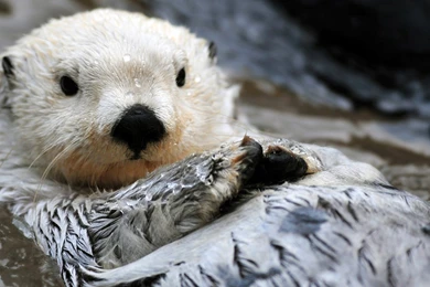 Sea Otter   Animal Profile, Pictures, Facts, Range Map