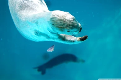 Sea Otter HD Desktop Wallpapers : High Definition : Fullscreen ...
