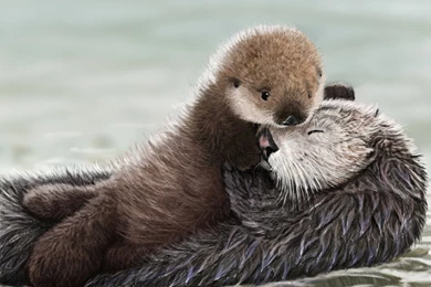 Cute Sea Otters   Wallpaper.