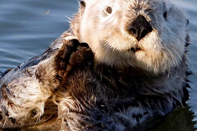 Sea HD Mobile Wallpapers