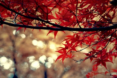 Paranoia 6561: Elementary OS Freya Wallpapers Red Wine Full HD & 4K