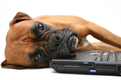 Wallpapers: Boxer Dog Wallpapers