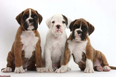 17 Related Images Of Boxer Dog Wallpapers Desktop Baby Boxer ...