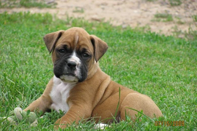 Boxer Dog Hd Wallpapers Boxer Dog Imagesnew Wallpapers   Resimkoy