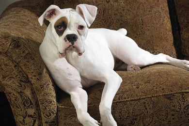 White Boxer Dog Funny Wallpapers Hd Dogs Hd White Boxer Boxer ...