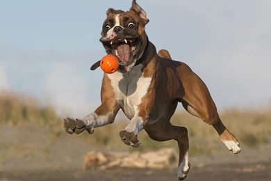 Funny, Boxer, Dog, High, Resolution, Wallpaper, Download, Dog ...