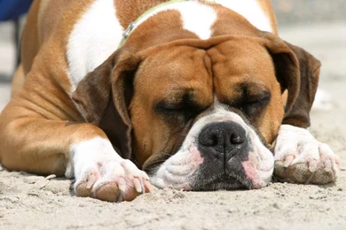 Wallpapers Cool Boxer World Most Popular Dog Breeds 1024x680 ...