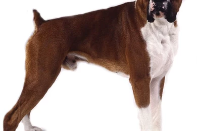 Boxer Dog Hd Images