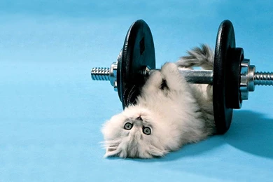 Funny Photos, Image Fun, Hd Funny Pictures, Funny Wallpapers ...