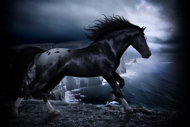 Horse In The Dark Wallpapers