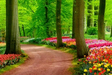 Colorful Spring Park Nature HD Wallpapers