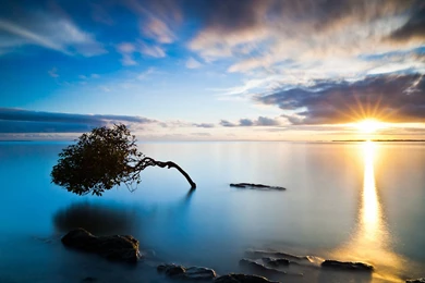 Plants Suitable For Mobile Phone Wallpapers Landsca － Landscape ...