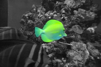 Black And White With Color Splash Wallpapers   Google Search ...