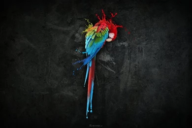 Birds,colorful Colorful Birds Parrots Color Splash 1920x1200 ...