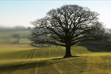 Doğa Resimleri   Duvar Kağıtları 13 » APK Indir