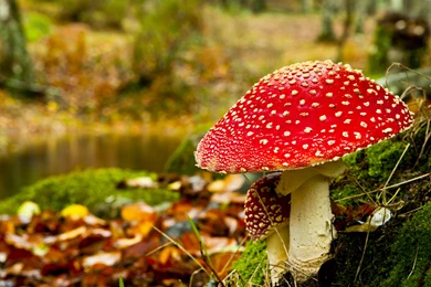 Nature Wallpapers   Autumn, Black, Darkolivegreen, Darkgray ...