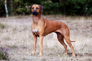 Active HD Dogs Wallpapers