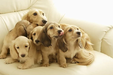 Dogs Hd Wallpapers Hd Dogs Wallpapers For Everyone   PetPictures