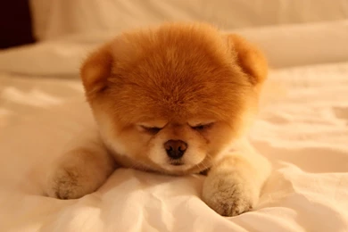 Boo The Cutest Dog Sleepy Wallpapers Boo The Cutest Dog Sleepy. Boo ...