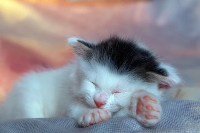 Cute Cat Sleeping Wallpapers Full HD   Kemecer.com