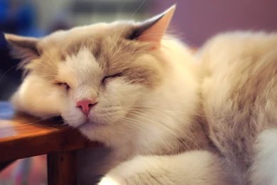 Cute Cat Sleeping Wallpapers 1080p With HD Wallpapers   Kemecer.com