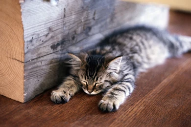 Cute Cat Sleeping Wallpapers Photo   Kemecer.com