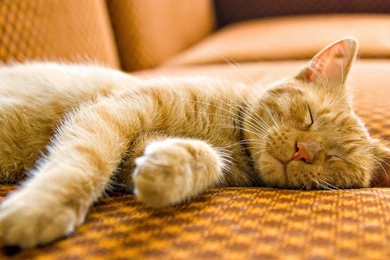 HD Image Sleeping Dogs Red Cat Nature Latest Wallpapers