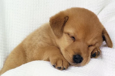 Cute Sleeping Animals   Wallpaper.