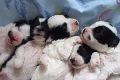 Dogs: Sleepy Siblings Poodle Sleeping White Young Puppies Bichon ...