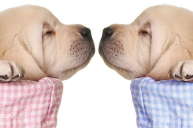 Sleeping Puppy HD Wallpapers Photos   HD Images, HD Pictures ...