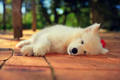 Samoyed Dog Wallpapers