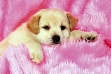 Puppy Wallpapers Download AV5
