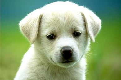 Puppy Images