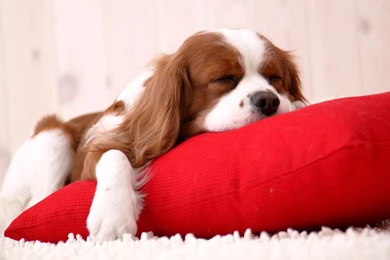 Christmas Puppy   Free Download Christmas Dog HD Wallpapers For ...