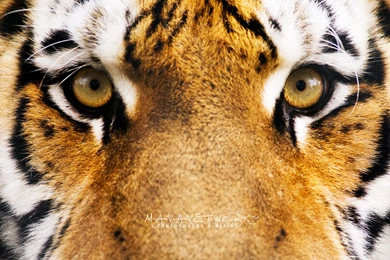 Android Tiger Wallpapers