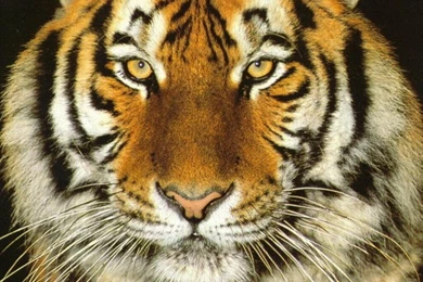 Wallpapers Tiger   HD Wallpapers Pretty