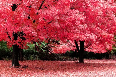 Spring Wallpapers   The Wondrous Pics