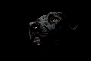 Desktop Black Dog Wallpapers Hd Download