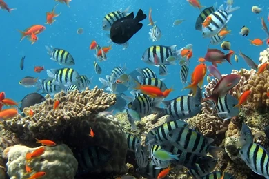 Download Under The Sea Fishes iPad Wallpapers And iPad 2 Wallpapers ...