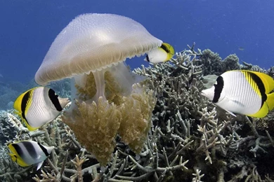 Wallpapers Fish Under The Sea D Hd Herunterladen With Resolution ...