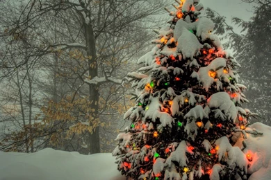 Top Outdoor Christmas Tree Wallpapers Wallpapers