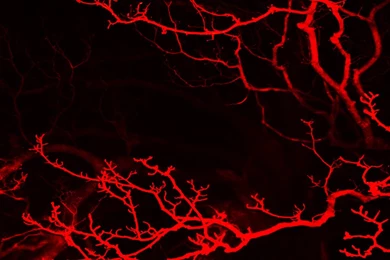 Exo Backgrounds Photo By Skeletonkid